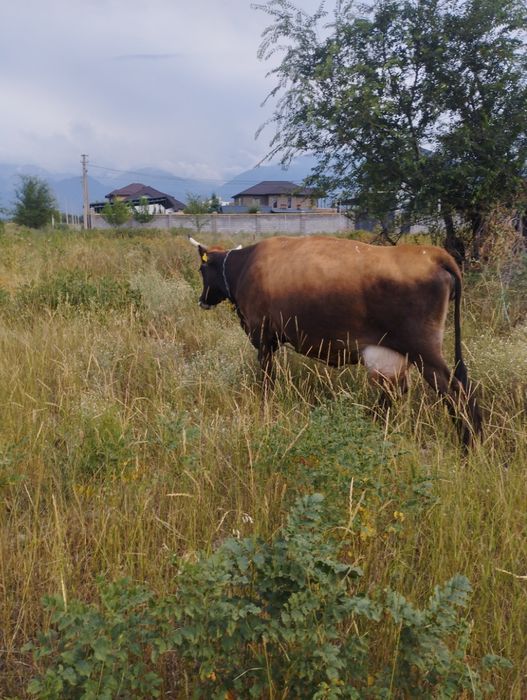 Продается корова