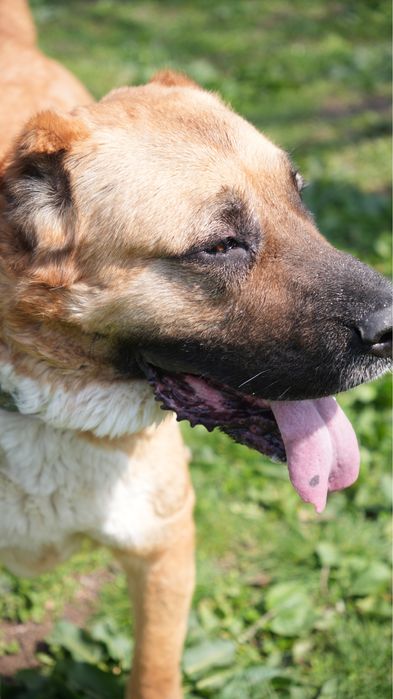 Булочка. Кангал ищет семью. Девочка