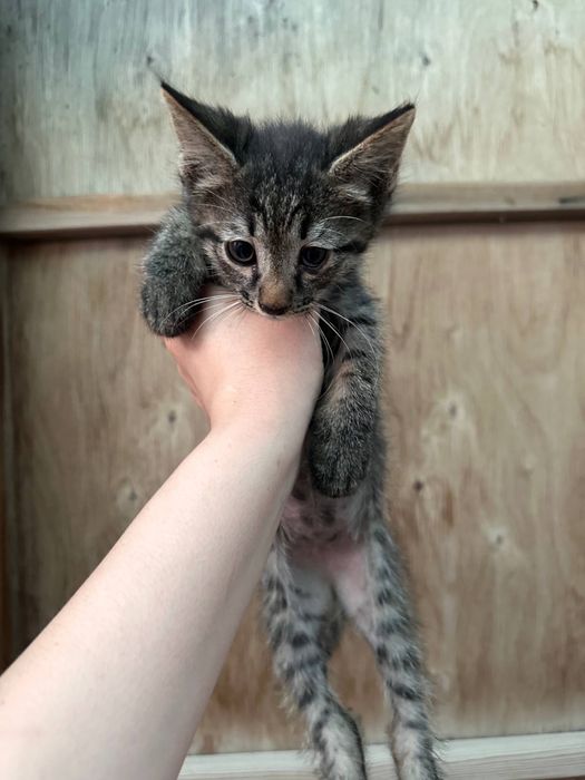 Отдам кошек в хорошие руки