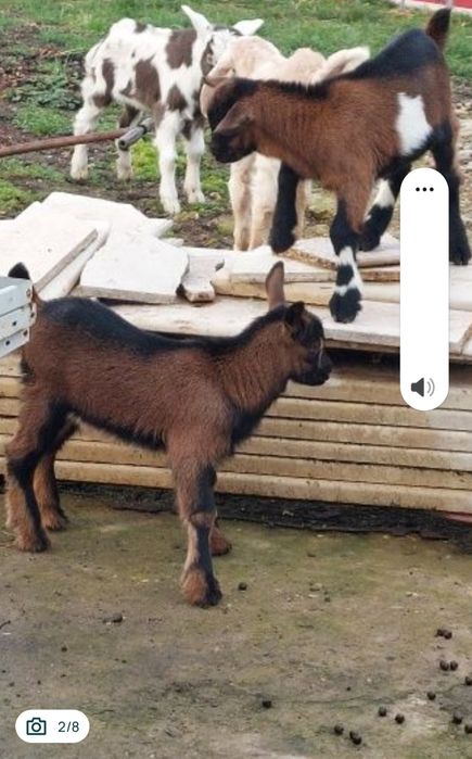 Vând Alpină franceză