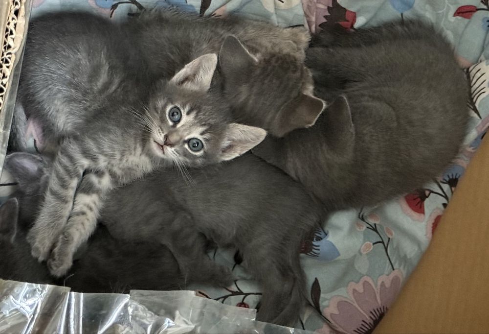Котенок в доьрый ручки