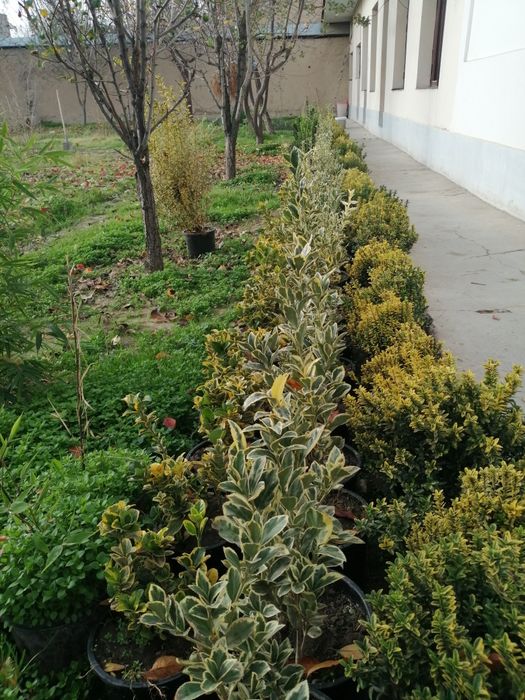 Брисклит 80000 сум