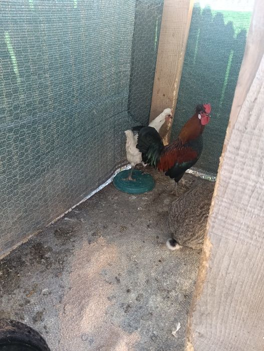 Moțată olandeză și cocos !