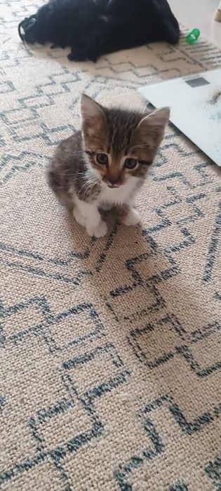 Котенок маленький