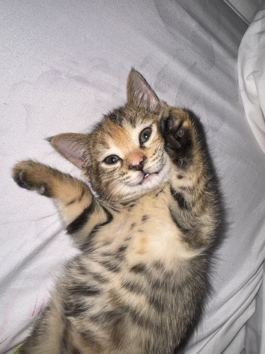 Отдам котёнка в добрый руки