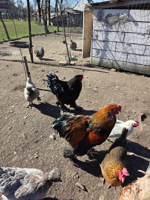 Vand cocoși brahma,matase japoneză si conchinchina