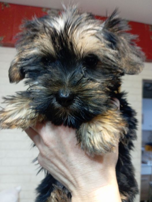 Щенки Йоркширский терьер