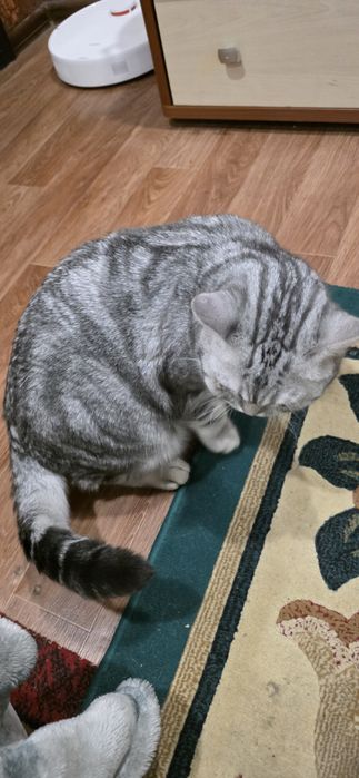 Котёнок британский 9 месяцев