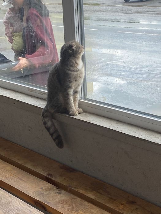 Кошка кошка нур сити