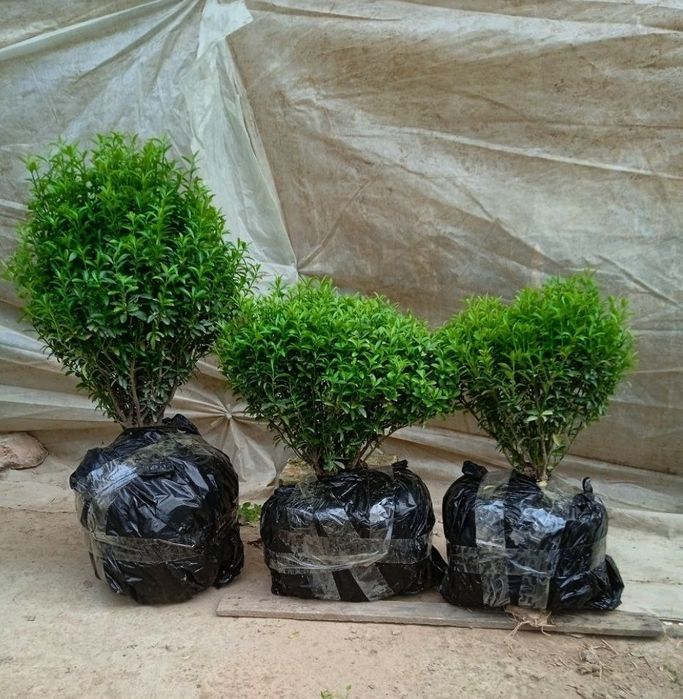 Shamshod koʻchatlar