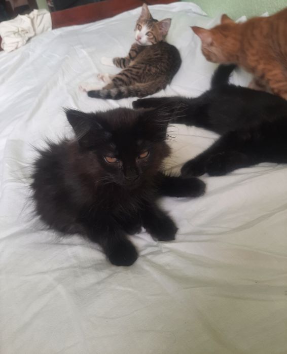 Котята в добрые руки бесплатно