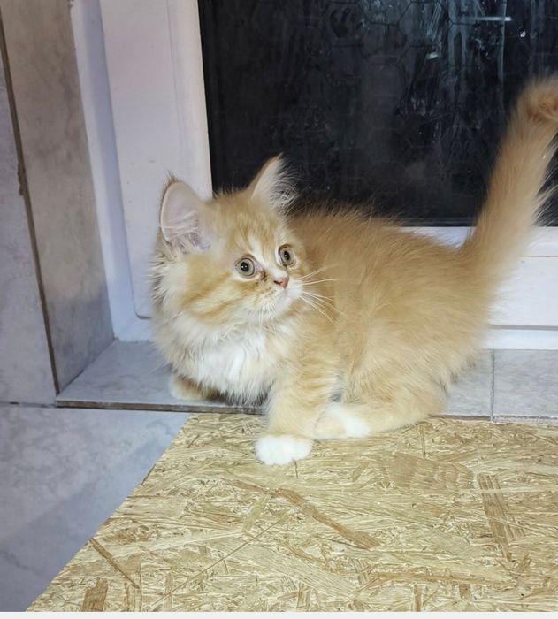 British golden longhair