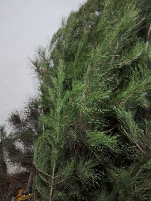 Barcha turdagi ko‘chatlar sotiladi 5000 dan 25000gacha