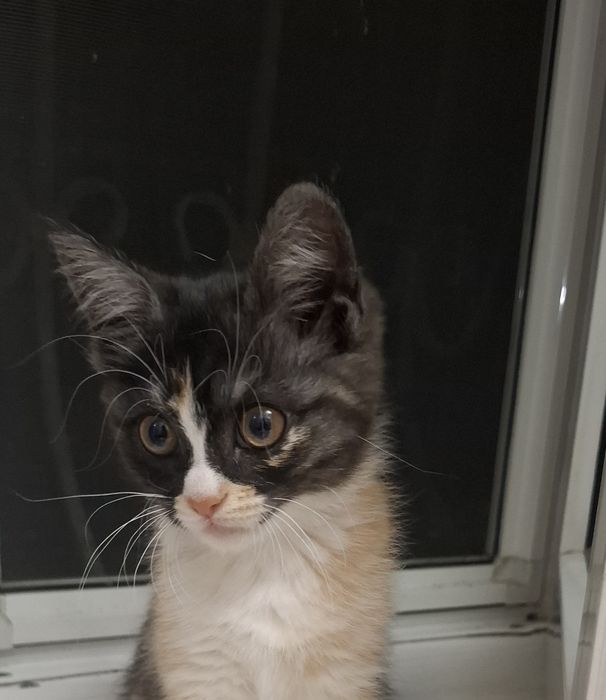 Котенок в добрые руки