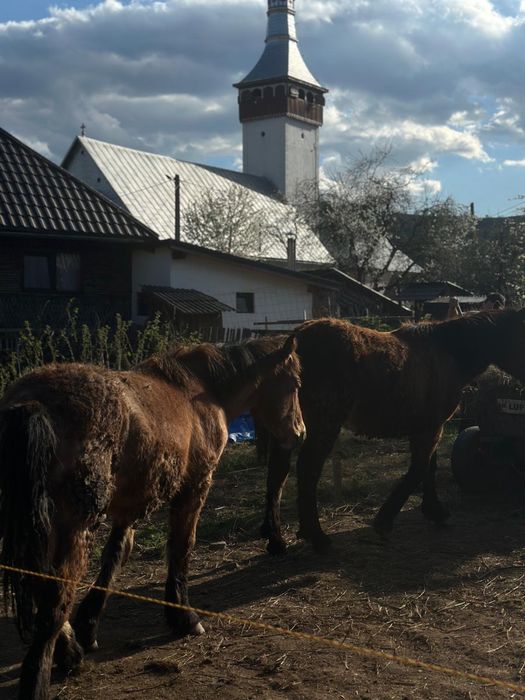Cai semigrei doua iepe cu manji