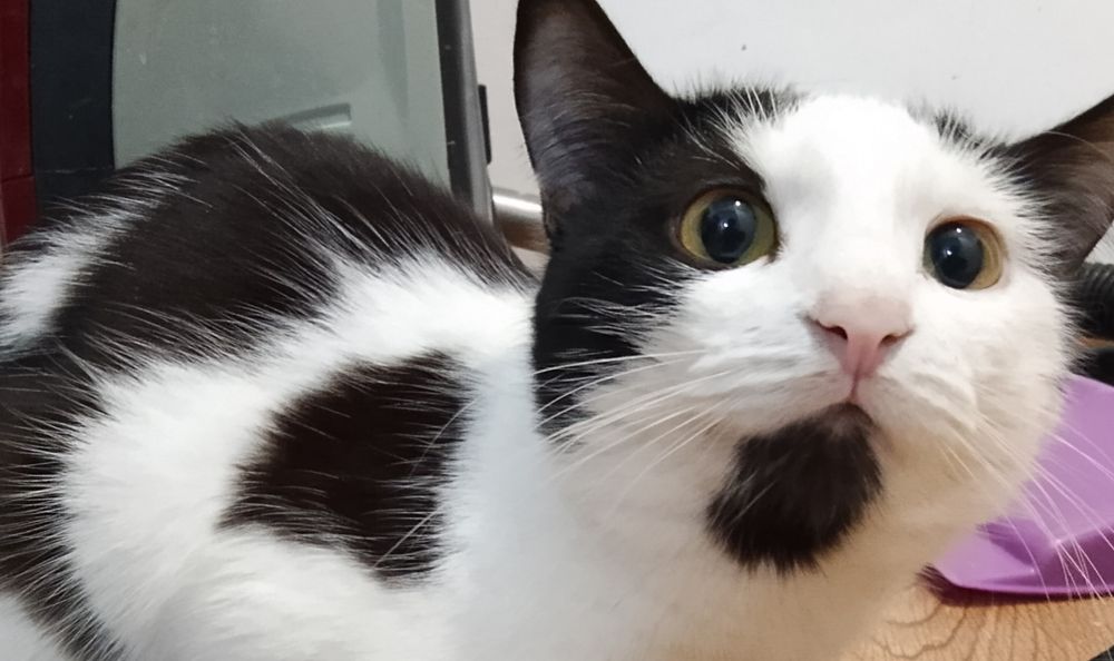 Мысық сатылады .