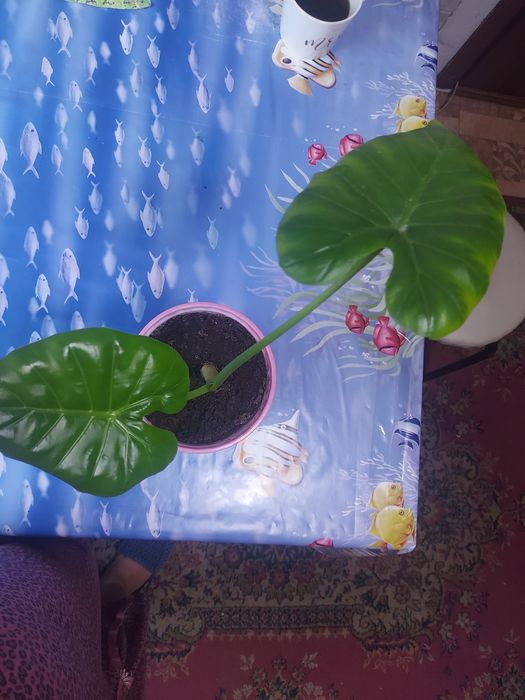 Комнатные растения