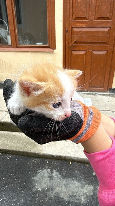Котята маленькие