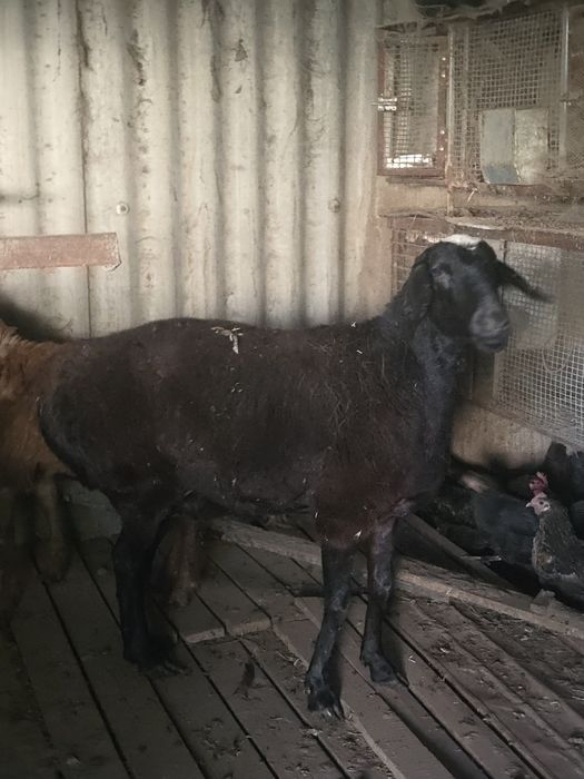 Продам Барана гисарской породы