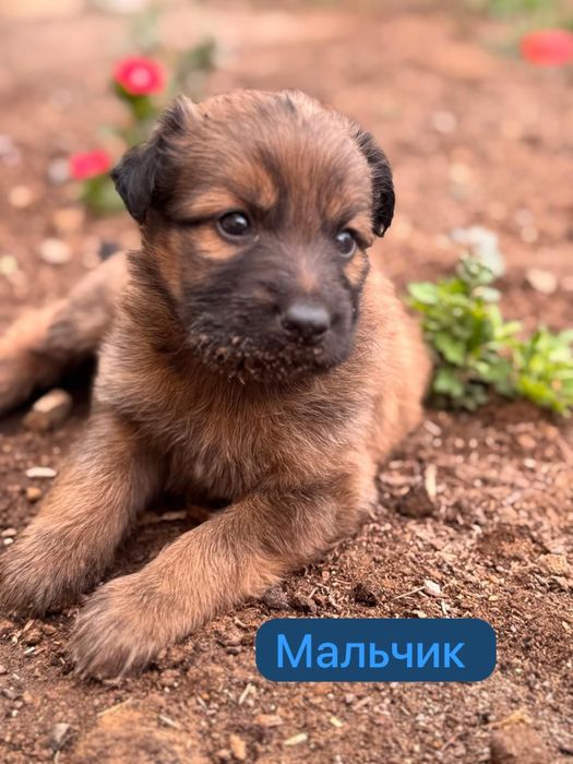 Продаются щенки немецкой овчарки