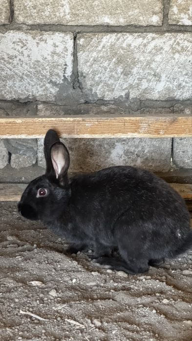 Қояндар сатылады