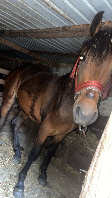 Vând sau schimb cal