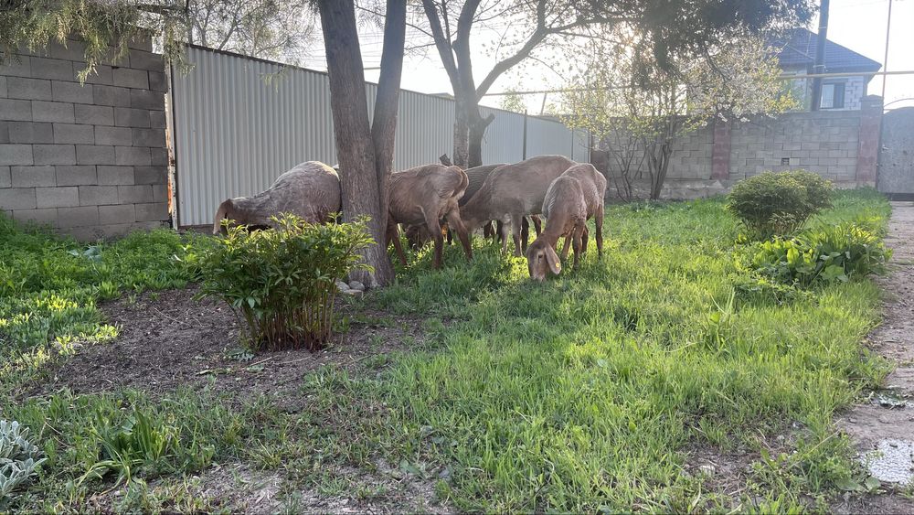 Арашан тусактар сатылады