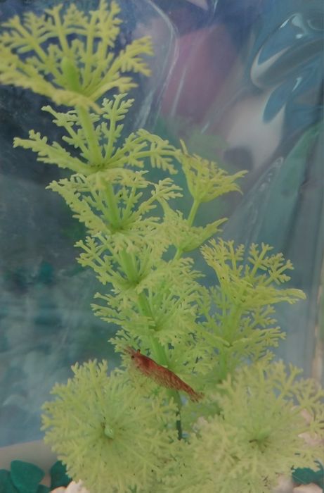 Креветки для аквариума