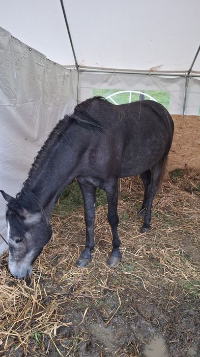 Iapă 3 ani, cuminte