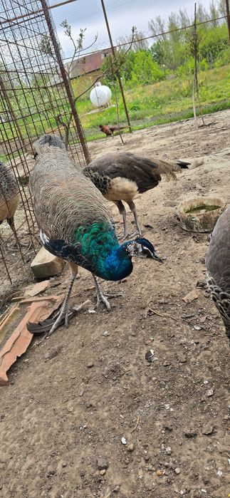 Vand pauni si fazani