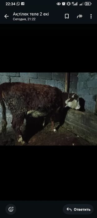 Продается телка белоголовая