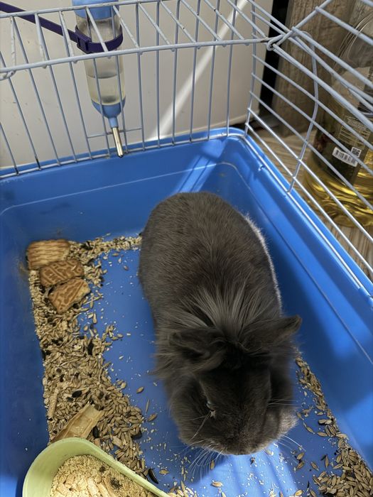 Продам кролика с клеткой