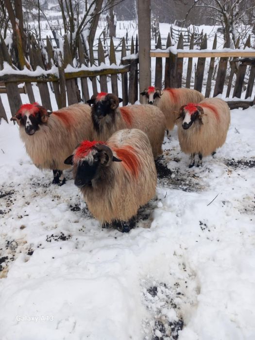 Vând oi și berbecii