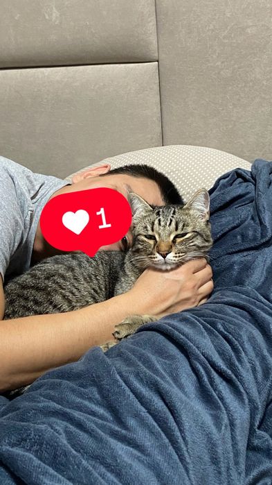 Отдам кота в хорошие добрые руки!