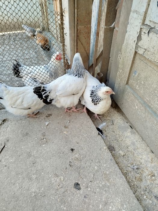 Ofertă!!!Ouă pentru incubat găini sussex