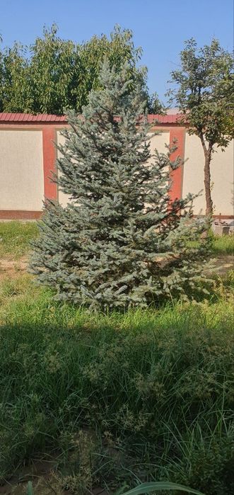 Голубая ель. Продается голубая ель, высота 3 метра.