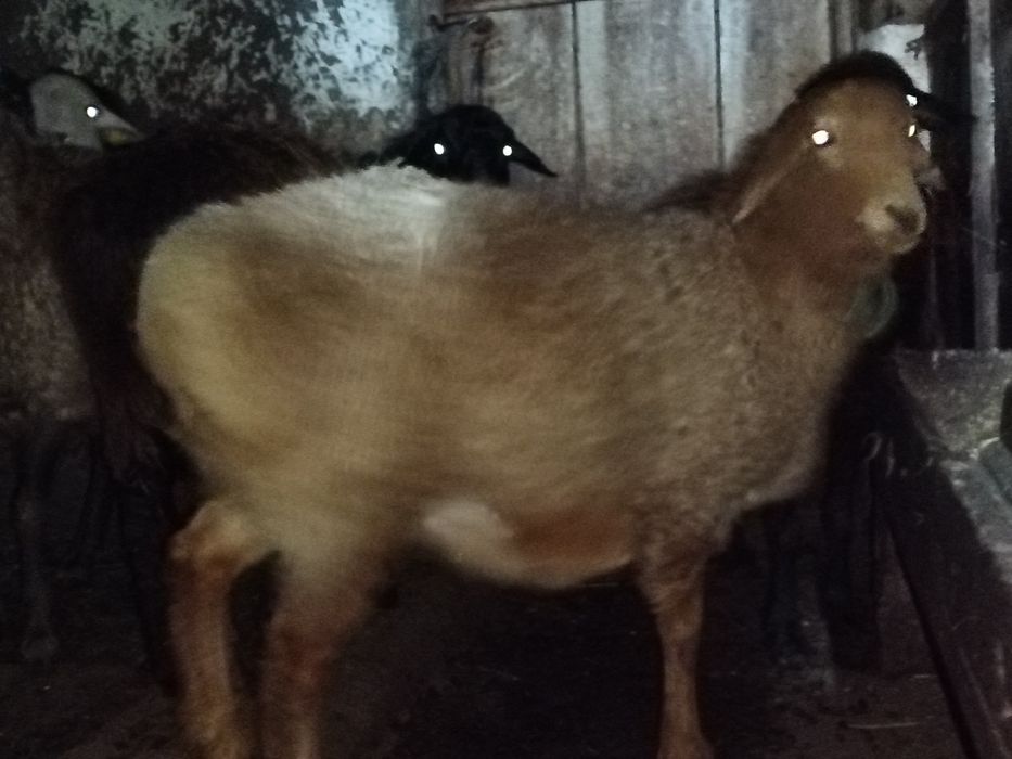 Бараны кой токты кошкар