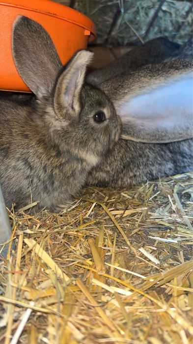 Puii de iepurasi speciali pentru paste