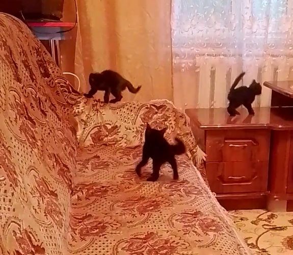 Котенок в добрые руки.