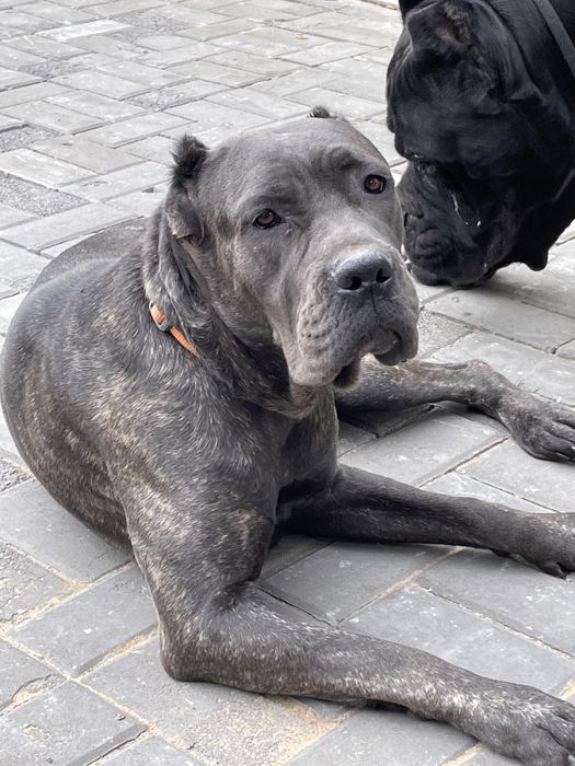 Шенки кане корсо