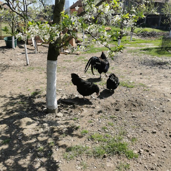 Oua de găină pentru incubat