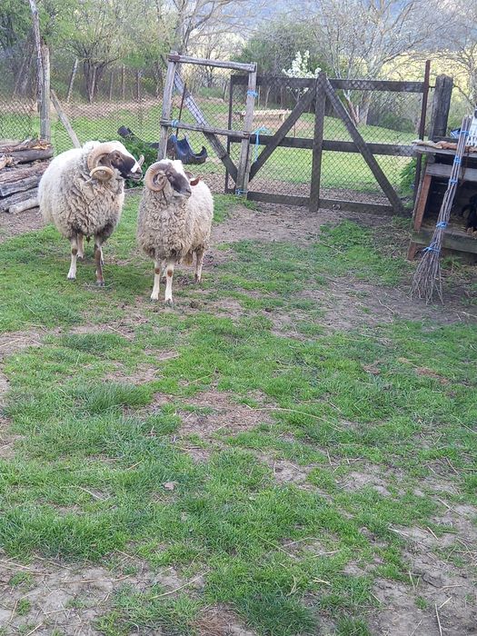 Кочове.                  .