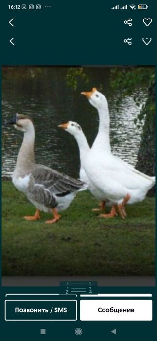 G'oz yog'i (original) Г'оз ёг'и (чистый)