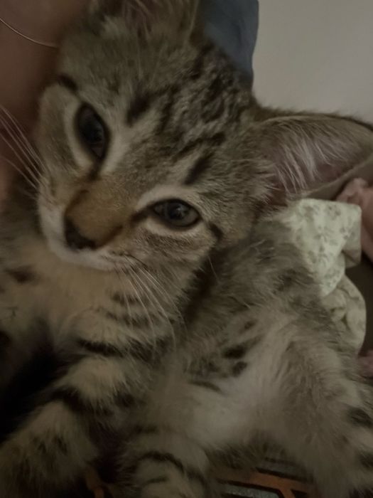 потерялся котенок!!