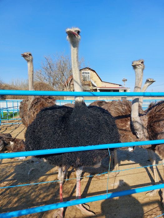 Продаётся чёрный африканский страус.