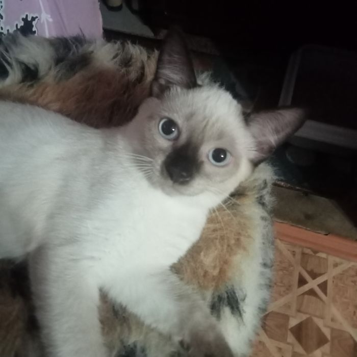 Отдам котика в надёжные, добрые руки.