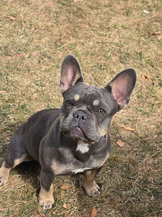 Куче френски болдок