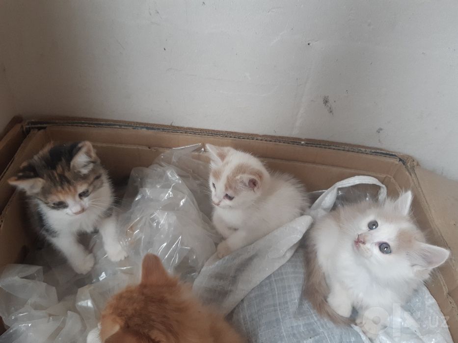 Pishiqlar bar satilatin
