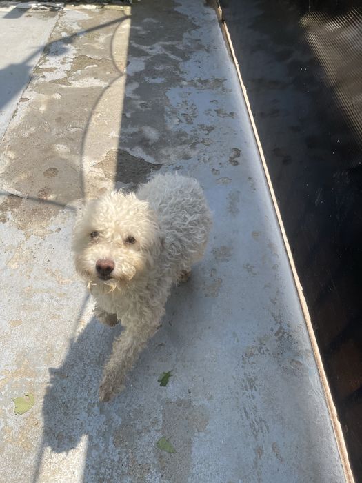 Domez catei negri cu mamica