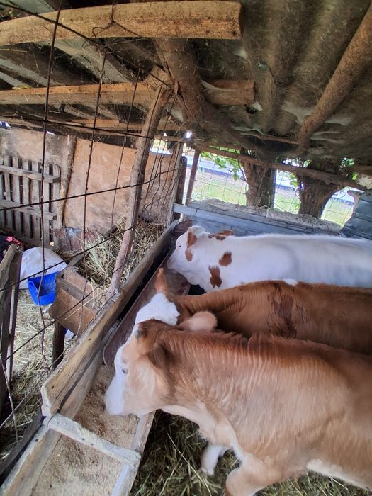 De vânzare 3  viței 1 țărani și 2 vițele